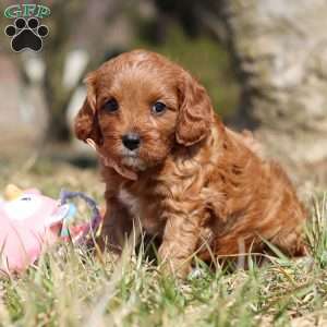 Phoenix, Cavapoo Puppy